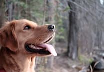 Dog walkers told to keep pets on leads during filming at Bourne Woods