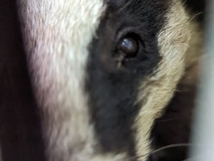 Watch the moment a badger is rescued from a manhole in Frensham