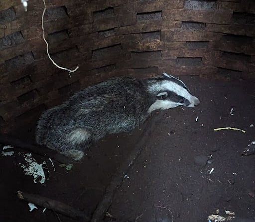 The heartwarming moment a badger was rescued from a manhole in the grounds of a Frensham school has been caught on video by the RSPCA