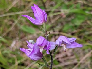 Hampshire County Council gets £98,000 grant to save rare orchids