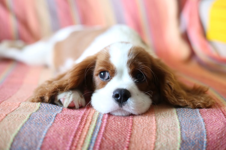 Brasil Dog Images & Pictures Cavalier Cavalier King Charles Spaniel Cavalier Spaniel Cavalier King Charles Canine Pet Animals Images & Pictures Puppies Images & Pictures Mammal Blanket Cocker Spaniel Spaniel Backgrounds