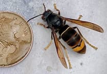 Farnham Beekeepers issue 'urgent' Asian hornet warning after sightings
