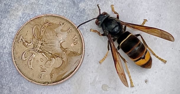 Asian hornets are slightly smaller than a European hornet, which is two or three times the size of a common wasp, and are black with distinct yellow lower leg and a prominent yellow stripe on the forth segment of the abdomen