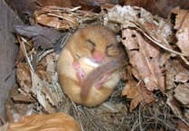 Look what the cat brought in – dormice need your help (and your pets too)...