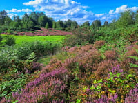 Download these smartphone apps to help you explore our heathland...