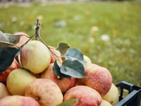 Press day at Petersfield Community Garden