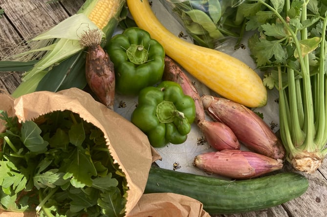 A selection of veg grown chemical-free at Farnham Community Farm