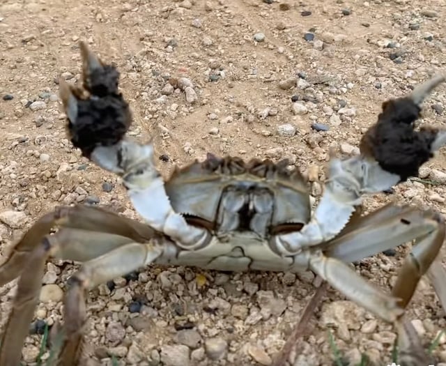 Video: Invasive crab seen scuttling along path in Bushy Park