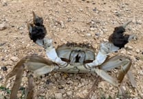 Video: Invasive crab seen scuttling along path in Bushy Park