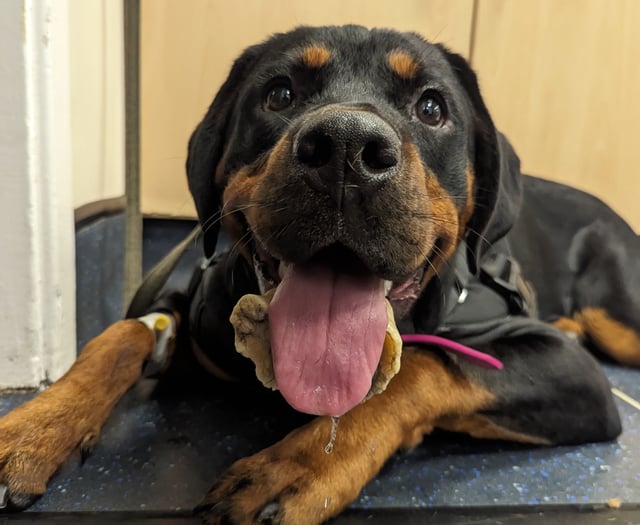 Unlucky for some: Puppy Nancy gets horseshoe-shaped bone stuck on jaw
