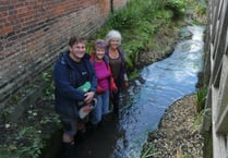 Alton sees fish return to urban section of River Wey