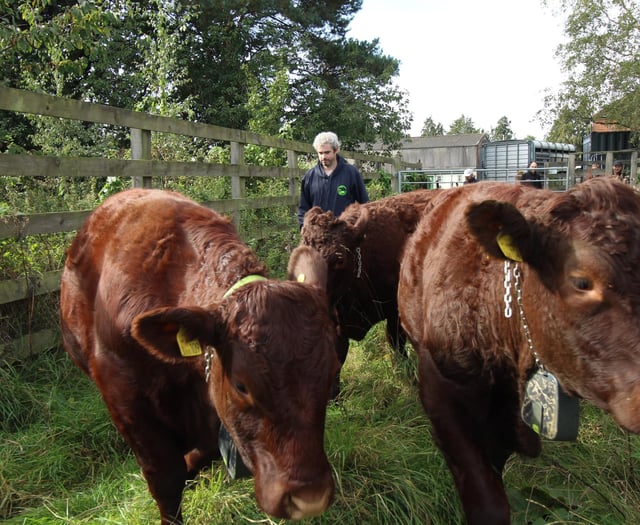 Bullocks 'the Three A'moogos' moove in at Tice's Meadow Nature Reserve