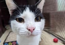 ‘Characterful cat’ Darwin still waiting for a home after 185 days in care