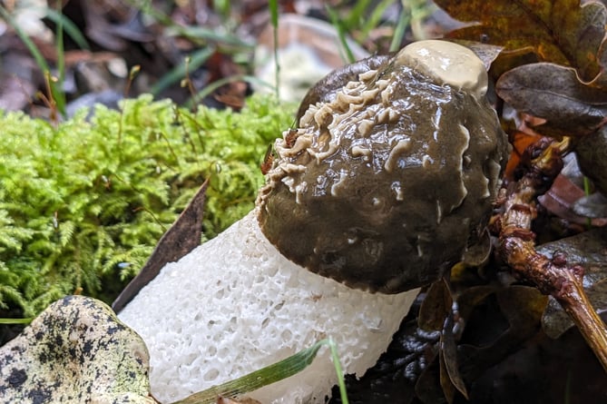 Stinkhorn