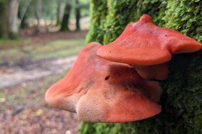 Beefsteak Fungus