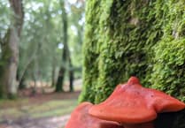 Heathwatch: Five fabulous fungi to look out for on the heaths this November