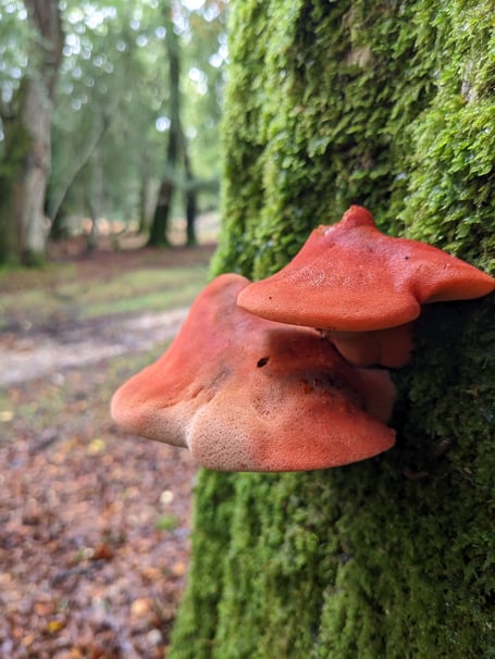 Beefsteak Fungus