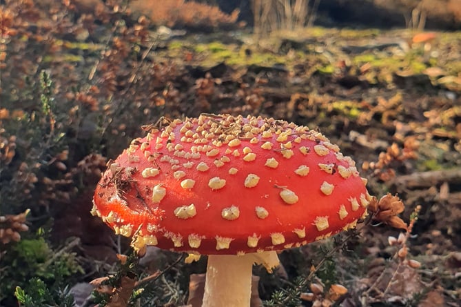 Fly Agaric mushroom on Bramshott Common.jpg