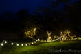 Twinkling festive fun awaits at Chawton House this Christmas