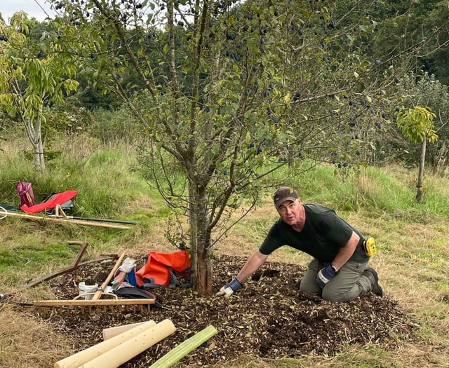 Spruce up your garden with tree-mendous offer from council