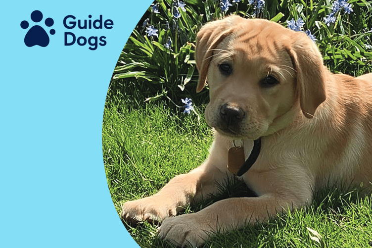 Guide Dogs puppy raisers are needed in the Wellington area.