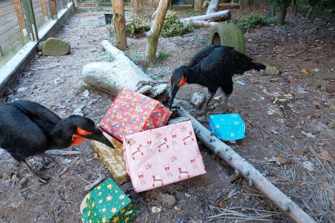 Where is Horatio, the Guardian of the Gifts, when you need him? Find out at Birdworld this Christmas...
