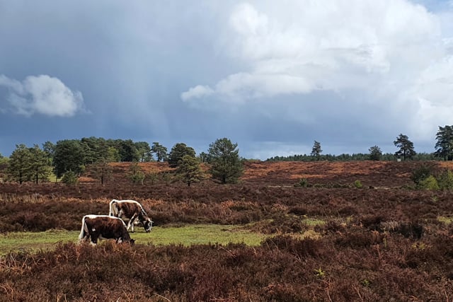 Heathwatch: Surrey and Hampshire's heath wouldn’t exist without us...
