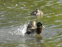 More than 100 water pollution incidents in East Hampshire since 2018