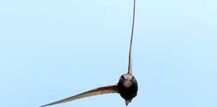 Liphook resident wants swift action to save endangered bird 