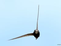 Liphook resident wants swift action to save endangered bird 