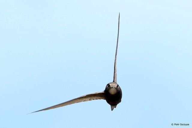 Liphook resident wants swift action to save endangered bird 