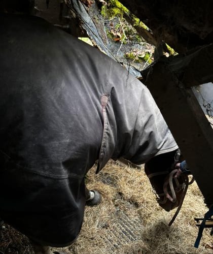 Two horses rescued after tree falls on Liphook stable