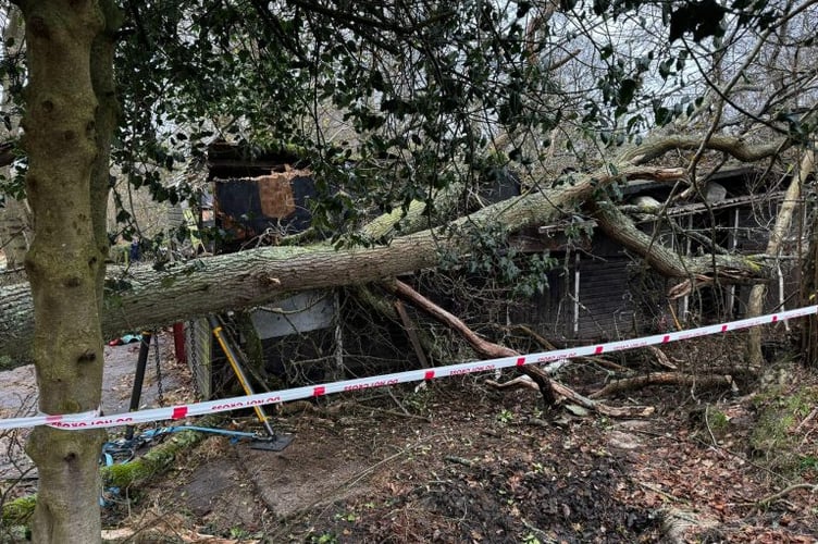 Two horses rescued after tree falls on Liphook stable