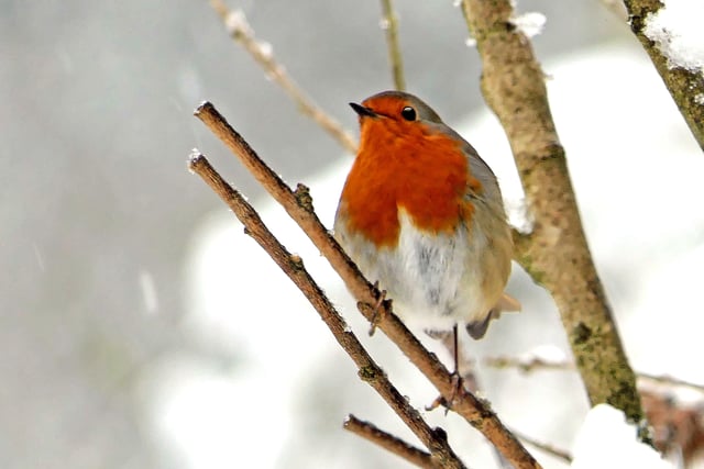 Picture This: The best wintry pictures submitted by readers