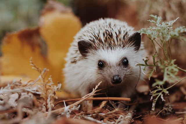 New road sign rules make it easier to keep Hampshire hedgehogs safe