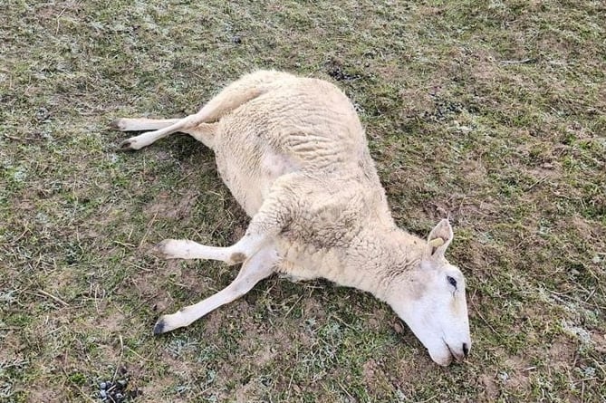 Up to 14 sheep were run over by a car in a field in Bramley, near Godalming, last week
