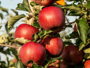 Whitehill & Bordon Community Trust’s tree-mendous offer