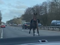 Video captures moment HORSE gallops past cars on A3 near Guildford