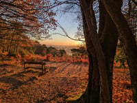 Stunning snaps of Black Down and Hindhead wow National Trust judges