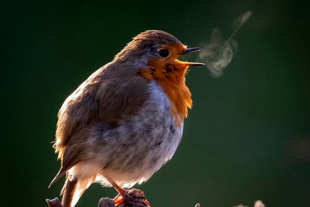 Heath Watch: Where does the Wealden Heaths' wildlife go in the winter?