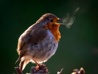 Heath Watch: Where does the Wealden Heaths' wildlife go in the winter?
