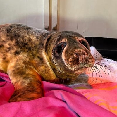 Grey seal pup Doxipoo, January 2024.