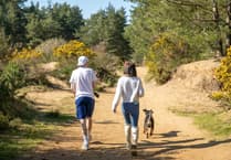 Heath Watch: Spring is a magical time to bask in our local heathland – here's why...