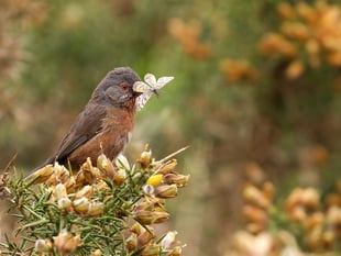 Bird-nesting season: Plea to keep dogs on a short lead until August 31