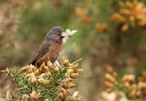 Bird-nesting season: National Trust plea to keep dogs on a short lead until August 31