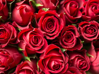 How do your roses grow? Get the answers at Petersfield club meeting