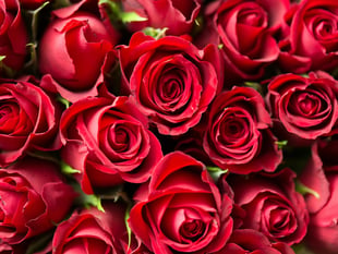 How do your roses grow? Get the answers at Petersfield club meeting