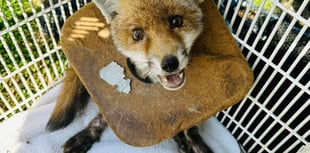 Almost 400 RSPCA reports of animals affected by litter in Hampshire