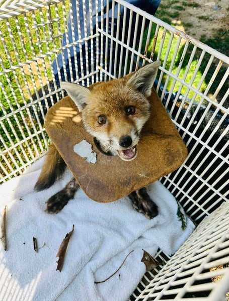 This fox cub was rescued by the RSPCA after getting caught in litter