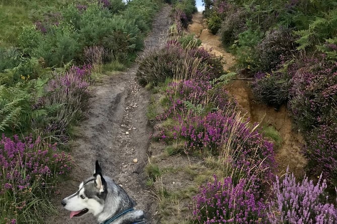 Keep your dog on the lead when walking on a National Park heathland